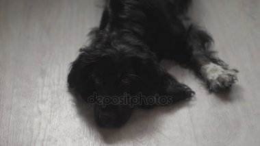Tatlı üzgün köpek Spaniel ahşap yerde yatıyor.