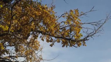 Sonbahar mavi gökyüzü arka plan ile bırakır. Renkli yeşillik sonbahar parkta. Rüzgar hışırtı