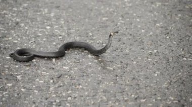 Siyah natrix. Çim kaldırım üzerinde kıvrılıp yılan