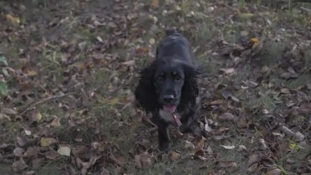 Black cocker spaniel is running in the garden. looking at the camera — Stock Video