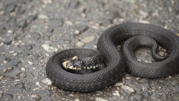 Black natrix. Grass snake curled up on the pavement — Stock Video