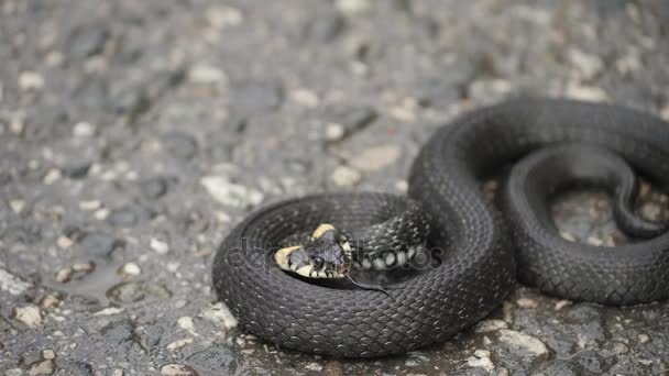 Черная натриса. Травяная змея свернулась на тротуаре — стоковое видео