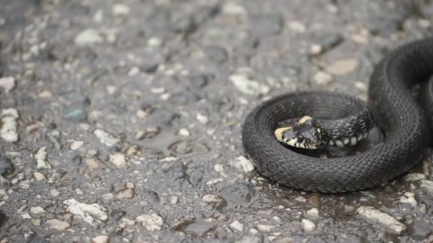 Zwarte natrix. Ringslang opgerold op de stoep — Stockvideo