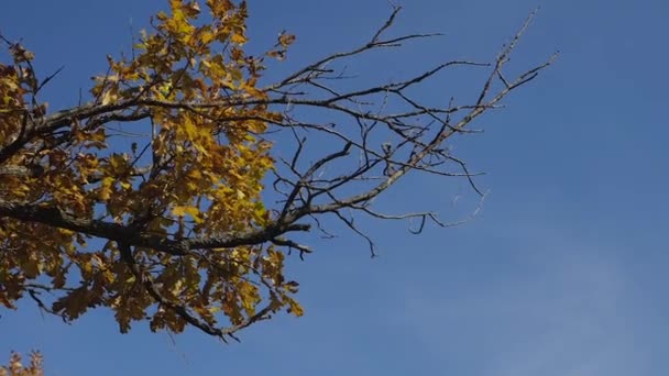 Sonbahar mavi gökyüzü arka plan ile bırakır. Renkli yeşillik sonbahar parkta. Rüzgar hışırtı — Stok video