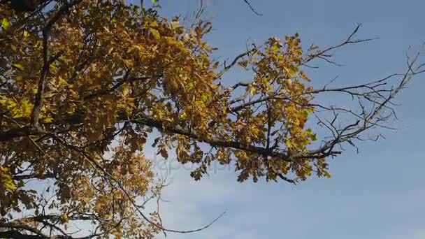 Hojas de otoño con el fondo azul del cielo. Colorido follaje en el parque de otoño. el crujido del viento — Vídeo de stock