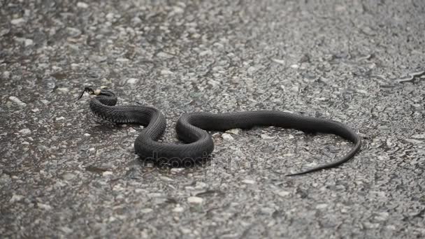 Черная натриса. Травяная змея свернулась на тротуаре — стоковое видео