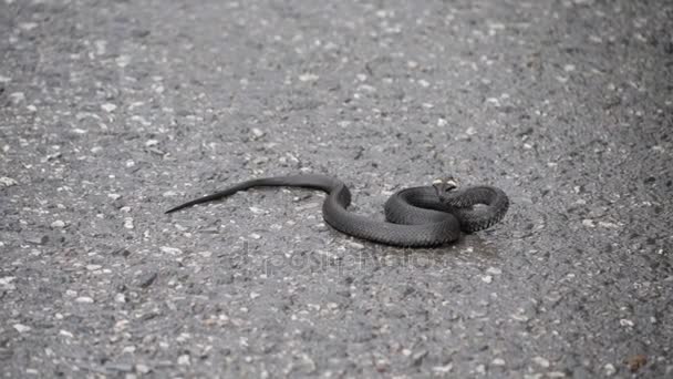 Natriz negra. Serpiente de hierba acurrucada en el pavimento — Vídeo de stock