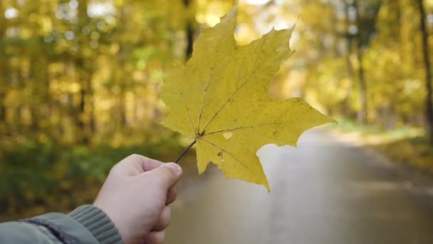 Mano sosteniendo hoja de arce amarillo sobre fondo soleado amarillo otoño — Vídeos de Stock