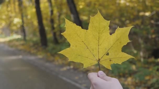 Mano che tiene foglia d'acero gialla su sfondo soleggiato giallo autunno — Video Stock