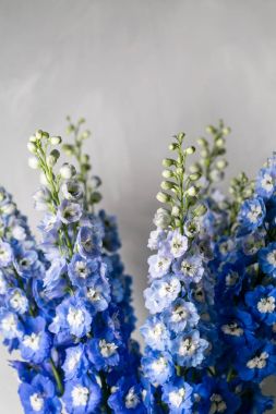 Mavi delphinium çiçek ışık gri zemin üzerine yeşil yaprakları ile