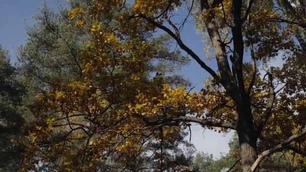Folhas de queda com o fundo azul do céu. Folhagem colorida no parque de outono. o farfalhar do vento — Vídeo de Stock