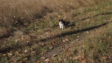 Sarı düşmüş sonbahar ile yeşil ciğeri de küçük siyah-beyaz kedi yapraklar