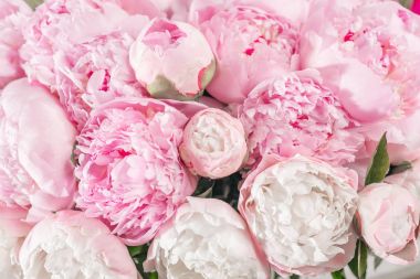 Şık buket pembe renk peonies çok yakın çekim. Herhangi bir tatil için güzel bir çiçek. Çok güzel ve romantik çiçek çiçek dükkanında.