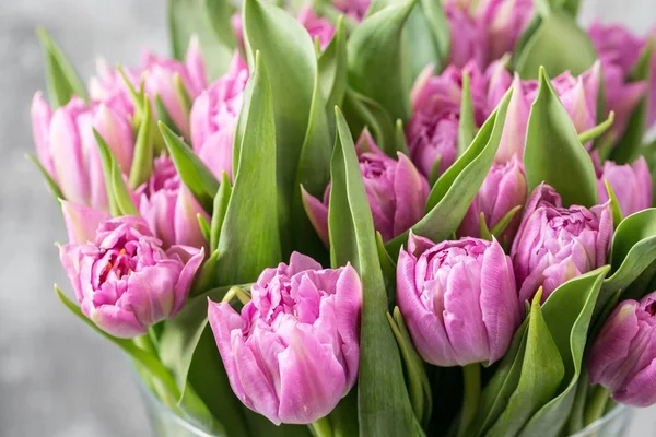 Bouquet de tulipes violettes sur gris clair. fleurs de printemps, cultivées en Hollande — Photo