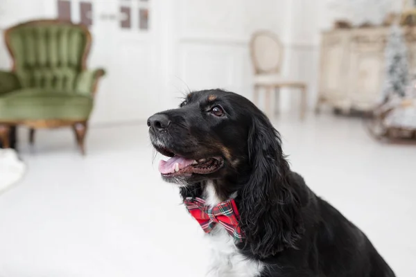 Hund spaniel i en röd fluga i inre av ljusa rummet. PET är tre år gammal. Röd rutig halsduk. bästa och trogen vän — Stockfoto