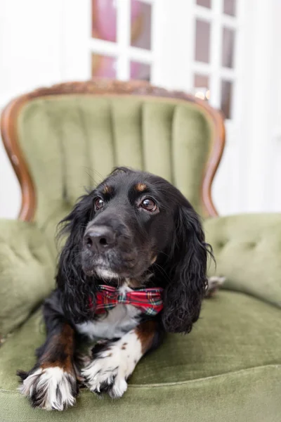 Ξάπλωσε κάτω. Σκύλου σπανιέλ σε ένα κόκκινο παπιγιόν στο εσωτερικό του το φως του δωματίου. Κατοικίδιο ζώο είναι τριών χρονών, κάθεται σε μια καρέκλα. Κόκκινο καρώ γραβάτα. καλύτερα και πιστός φίλος — Φωτογραφία Αρχείου