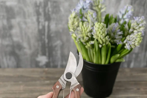 Fokusera på secateur, trädgård sax. Still life blomma hyacint. Uppsvällda växt, som växer i trädgården och i hemmet. — Stockfoto