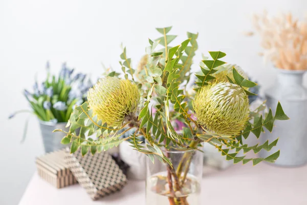 Albany Australia, closeup of Banksia petiolaris flower. Collection of australian native plants. the work of the florist at a flower shop. — Stock Photo, Image