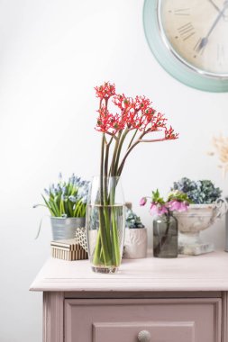 Jatropha podagrica familyasına ait bitkiler bottleplant çalı, gut tesisi, Guatemala Ravent ve goutystalk nettlespurge gibi birkaç İngiliz ortak adlarıyla bilinen.