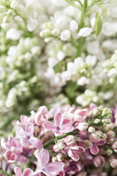 Μακροεντολή εικόνα άνοιξη βιολετί και λευκό λιλά λουλούδια, αφηρημένη μαλακά floral φόντο. Διαφορετικού είδους λουλούδι λιλά — Φωτογραφία Αρχείου
