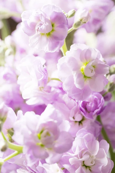 봄 꽃입니다. 신선한의 꽃다발 보라색 Mattioli 클로즈업. 여자 또는 어머니의 날 테마. — 스톡 사진