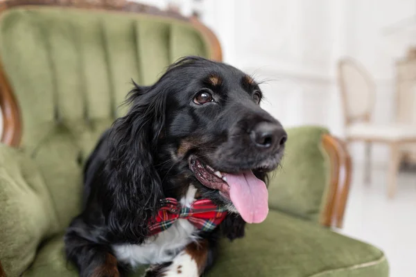 Svart hund spaniel i en röd fluga i inre av ljusa rummet. PET är tre år gammal sitter på en stol. Röd rutig halsduk. bästa och trogen vän — Stockfoto