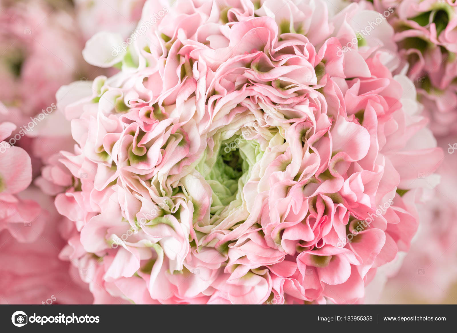 ペルシャのキンポウゲ 多くの花びらを持つレースです 淡いピンクのラナンキュラスの花の明るい背景を束します 壁紙 ストック写真 C Malkovkosta ペルシャのキンポウゲ 多くの花びらを持つレースです 淡いピンクのラナンキュラスの花の明るい背景を束します 壁紙 ストック写真 C Malkovkosta