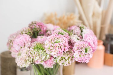 Farsça buttercup. dantel birçok yaprakları ile. Soluk pembe tipik çiçekler açık renkli bir grup. Duvar kağıdı