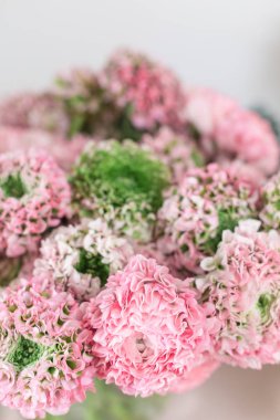 Farsça buttercup. dantel birçok yaprakları ile. Soluk pembe tipik çiçekler açık renkli bir grup. Duvar kağıdı