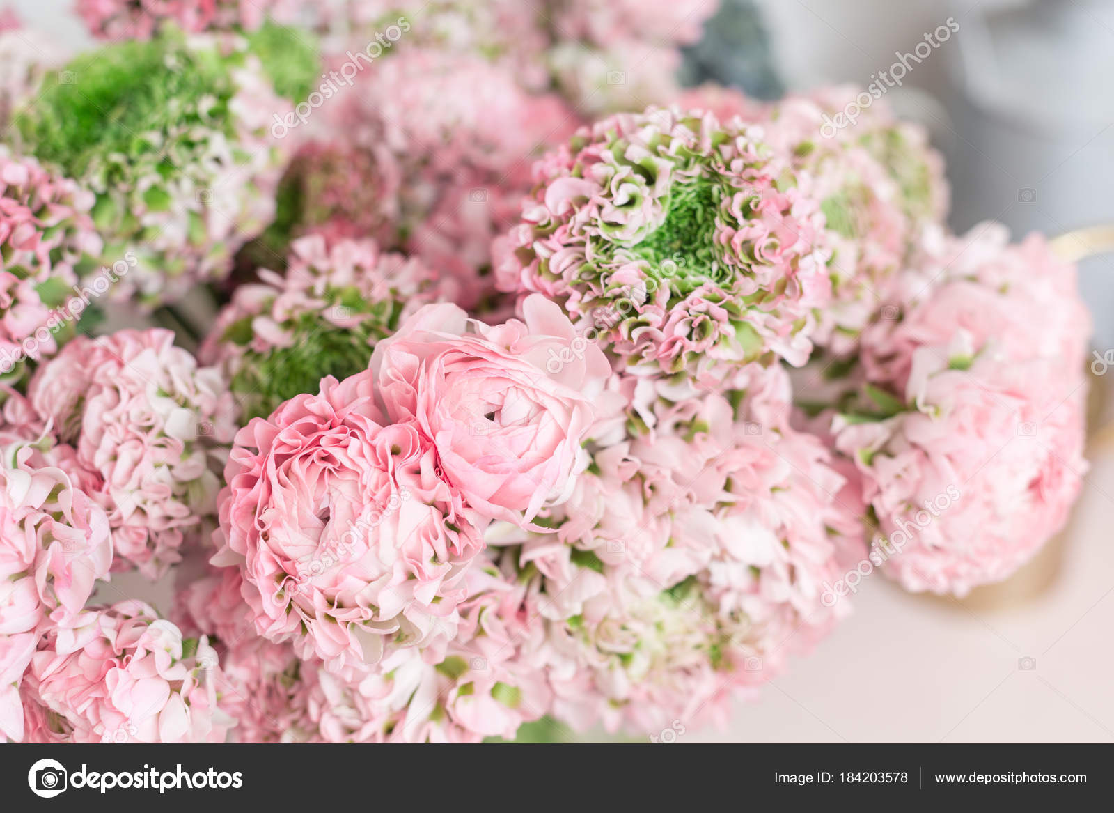 Renoncule De Perse Dentelle Avec Beaucoup De Pétales Botte