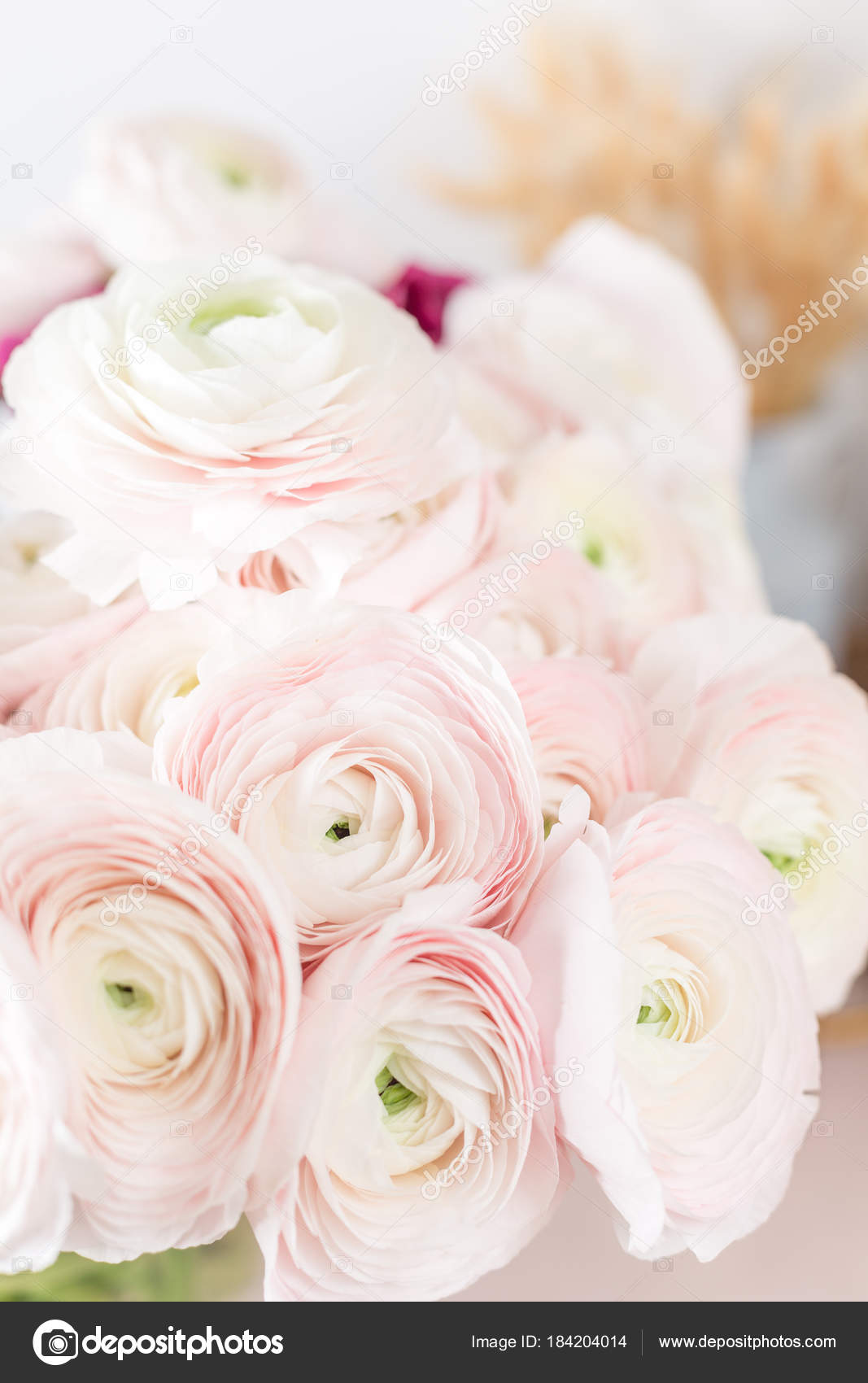 Renoncule De Perse Botte De Renoncules Rose Pâle Fleurs