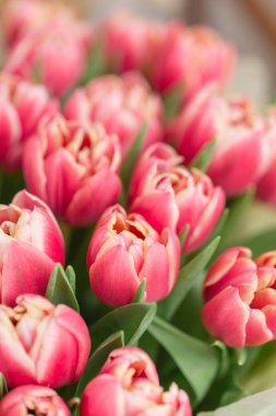 yakın çekim. güzel lüks buket Pembe Lale çiçek masada. bir çiçek mağazası, çiçekçi iş.