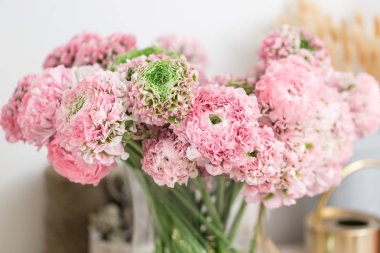 Farsça buttercup. dantel birçok yaprakları ile. Soluk pembe tipik çiçekler açık renkli bir grup. Duvar kağıdı