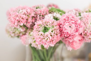 Farsça buttercup. dantel birçok yaprakları ile. Soluk pembe tipik çiçekler açık renkli bir grup. Duvar kağıdı