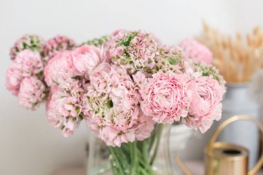 Farsça buttercup. dantel birçok yaprakları ile. Soluk pembe tipik çiçekler açık renkli bir grup. Duvar kağıdı