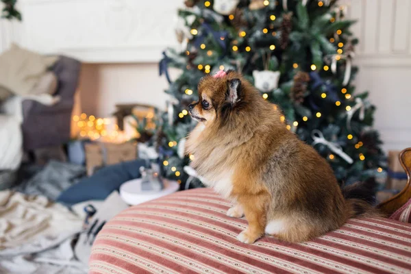 Pomeranian köpek Spitz türü çeşidi. genellikle bir Pom bilinen. Bir sandalyede oturuyor evde beslenen hayvan. En iyi ve sadık arkadaş. Parlak Oda, Noel sabahı — Stok fotoğraf