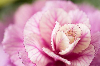 Dekoratif leylak lahana. Brassica oleracea alışılmadık komik çiçek. Buket çiçek gül cam vazoda. Eski püskü şık ev dekorasyonu. Duvar kağıdı