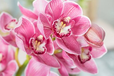 Pembe orkide çiçek ışık arka plan üzerinde. Orkide phalaenopsis hafif pastel poster.