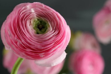 Çok renkli pembe düğün çiçeği, Düğünçiçeği gri arka plan üzerinde cam vazoda