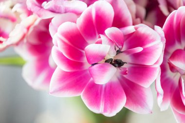 Pembe ve beyaz renk laleler açtı. Renkli Lale büyük tomurcukları. Çiçek doğal zemin. Çift renkli Lale resim dolu. Alışılmadık çiçekler, diğerlerinden farklı. Sığ odak.