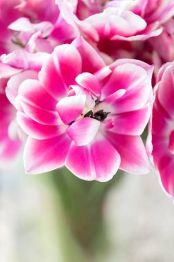 Pembe ve beyaz renk laleler açtı. Renkli Lale büyük tomurcukları. Çiçek doğal zemin. Çift renkli Lale resim dolu. Alışılmadık çiçekler, diğerlerinden farklı. Sığ odak.