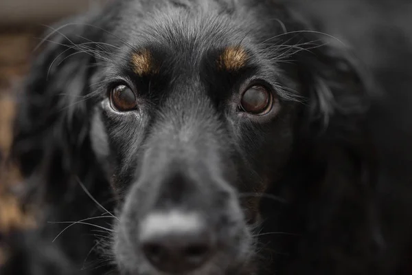 美しい黒のスパニエル犬のポートレート、クローズ アップ。目に焦点を当てます。大きな犬が家族を見つけるし、ホストを待っている犬の避難所を残してたいです。. — ストック写真