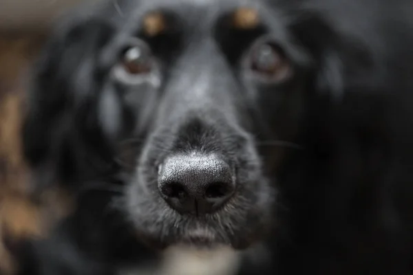 Fokus auf schwarze, schöne Nase. Nahaufnahme Porträt des schönen schwarzen Spaniel-Hundes. der große Hund will Familie finden und das Tierheim verlassen und auf die Gastgeber warten. — Stockfoto