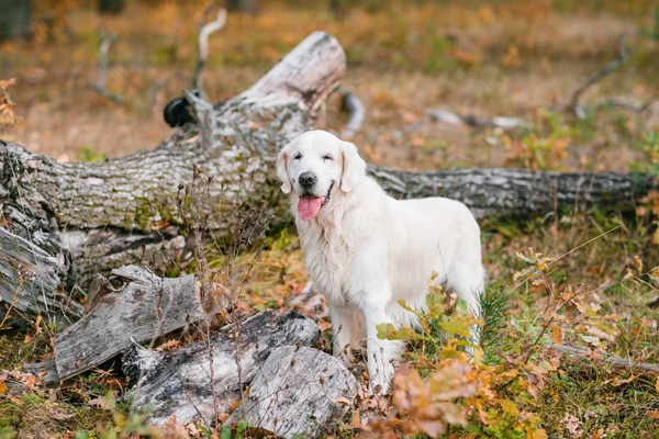 Herbst-Porträt von White Retriever groun-up liegt in gelben Blättern — Stockfoto