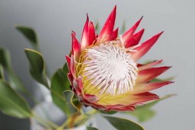 Bir büyük çiçek Kral Protea. Güney Afrika'da yetişen. Gri arka planı.