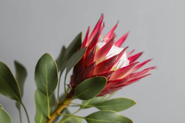 Bir büyük çiçek Kral Protea. Güney Afrika'da yetişen. Gri arka planı.