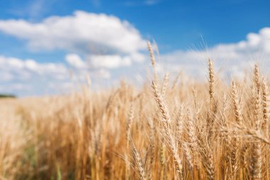 Olgun hasat, tarım arazisi. Altın buğday alan ve mavi gökyüzü. Yaz günü, kırsal kırsal.