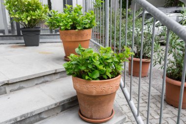 Yeşil bitkiler tencere. Yaz verandada açık. Küçük townhouse çok yıllık yaz Bahçesi. Viyana, Avusturya.