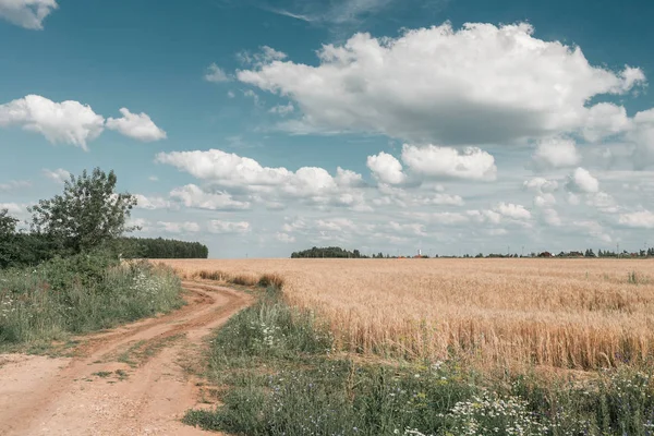 Toprak yol. Yaz günü, kırsal kırsal ağaca ile altın buğday alan panorama. Güneşli ve mavi gökyüzü.