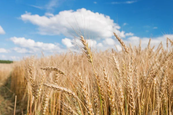 Raccolta matura, terreni agricoli. Campo di grano dorato e cielo blu. Giornata estiva, campagna rurale . — Foto Stock